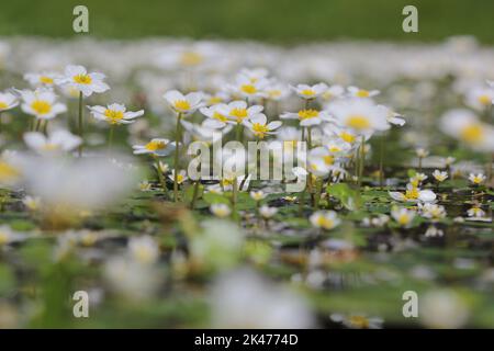 the common water-crowfoot or white water-crowfoot (Ranunculus aquatilis) fully flowering on the water surface Stock Photo