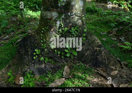 Small fern varieties growing on the surface of a rubber tree trunk near the ground. Stock Photo
