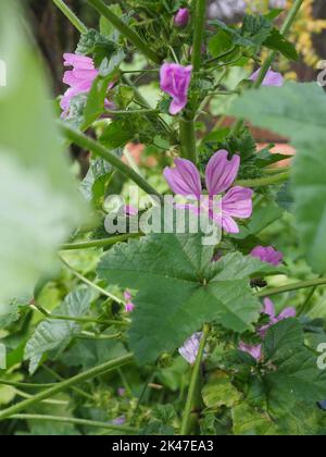 Malva is a genus of herbaceous annual, biennial, and perennial plants in the family Malvaceae. Common English name mallow flower and leaves. Stock Photo