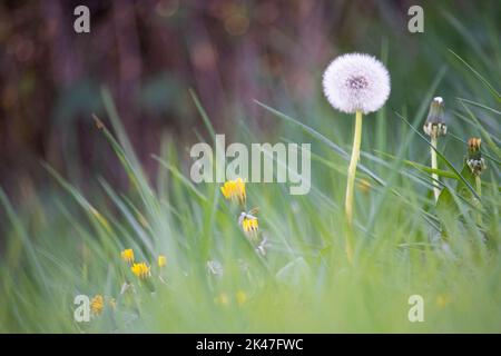 Close up photo of alone Tarassaco on grass photo in a warm autumn day of october. Stock Photo