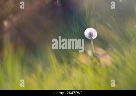 Close up photo of alone Tarassaco on grass photo in a warm autumn day of october. Stock Photo