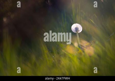 Close up photo of alone Tarassaco on grass photo in a warm autumn day of october. Stock Photo