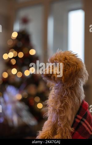 Cute puppy red toy poodle under blanket in Christmas day Stock Photo