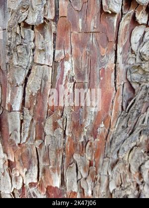 IMAGE AVEC UNE TEXTURE Stock Photo