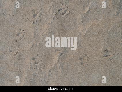 prints in the sand from shore birds on the beach Stock Photo