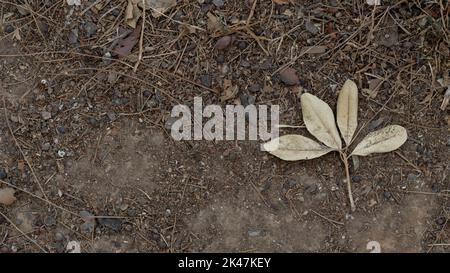 Dried fallen leaf on the ground, autumn season Stock Photo