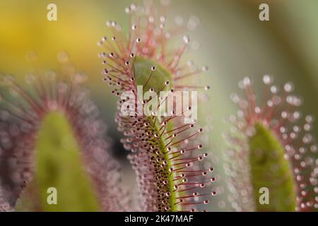 Red sundew droplets close up in the morning sun. Stock Photo