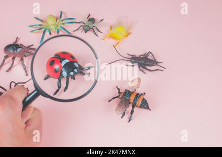 The child exploring small toy bugs with a magnifying glass. Magnifier in holding hand zooming ladybug. Pink background with insect, vermin, bug toys. Stock Photo