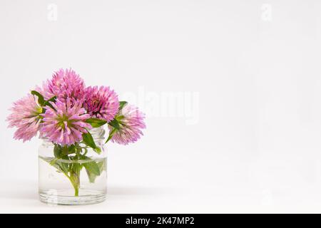 Trifolium pratense commonly red clover bouquet in small glass. Little posy of purple meadow herb with copy space for text. White background. Stock Photo