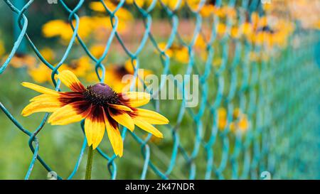 Closeup of black eyed Susan flower head on green wire mesh background. Rudbeckia hirta. Beautiful yellow ornamental herb growing outside a grid fence. Stock Photo