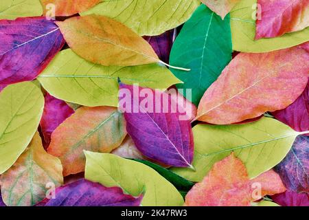Leaves in Hoyt Arboritum from fall colored tupolo trees (Nyssa sylvatica). Washington Park. Portland. Oregon Stock Photo