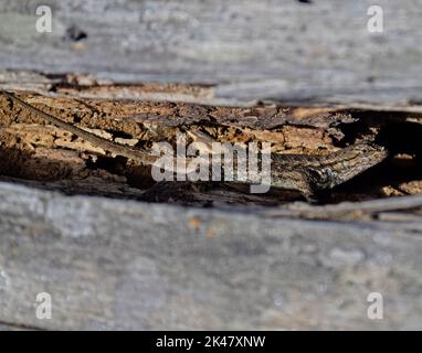 western fence lizard, Sceloporus occidentalis. Blue belly, hiding in wood crevice, along Alameda Creek Trail in Califonia Stock Photo
