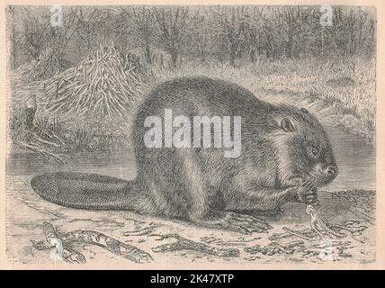 Antique engraved illustration of the beaver. Vintage illustration