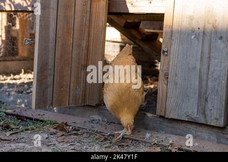 buff orgington chicken eating food Stock Photo