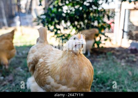 buff orgington chicken eating food Stock Photo