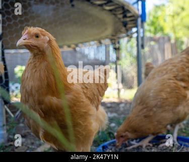 buff orgington chicken eating food Stock Photo