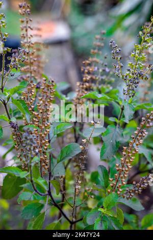 tulsi plant, hindu religon holy plant Stock Photo