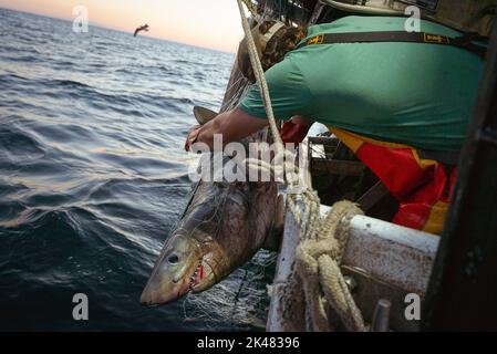 A crew member aboard a commercial fishing boat tries to cut a shark loose from a gillnet fishing net, caught as bycatch off the coast of Maine. A board a gillnet fishing boat, crew haul their catch of monkfish, pollock, and cod from the early hours of the morning until late at night. The fishing industry in Maine has recently taken a blow with a new set of restrictions on fishing and the environmental organization Seafood Watch recommending for people to avoid eating American lobster. This listing and regulation pose fresh threats to fishers' livelihoods. While fisherfolk argue that lines pose Stock Photo