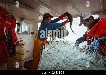 Portland, Maine, USA. 27th Sep, 2022. On board a commercial fishing boat, a crew member throws a pollock fish while another sorts through the nets off the coast of Maine. A board a gillnet fishing boat, crew haul their catch of monkfish, pollock, and cod from the early hours of the morning until late at night. The fishing industry in Maine has recently taken a blow with a new set of restrictions on fishing and the environmental organization Seafood Watch recommending for people to avoid eating American lobster. This listing and regulation pose fresh threats to fishers' livelihood Stock Photo