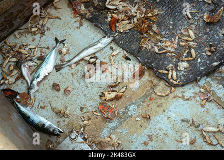 Portland, Maine, USA. 27th Sep, 2022. Bycatch, including the remnants of crab, is scattered on the floor of a commercial fishing boat sailing off the coast of Maine. A board a gillnet fishing boat, crew haul their catch of monkfish, pollock, and cod from the early hours of the morning until late at night. The fishing industry in Maine has recently taken a blow with a new set of restrictions on fishing and the environmental organization Seafood Watch recommending for people to avoid eating American lobster. This listing and regulation pose fresh threats to fishers' livelihoods. Wh Stock Photo