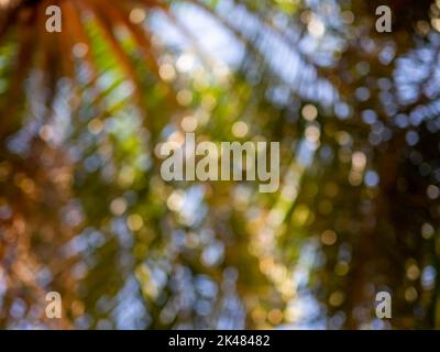 Abstract nature background of glowing leaves creates beautiful bokeh. Stock Photo