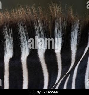 Extreme close-up of the black and white stripes of fur on a zebra with its mane. Photographed at the Houston Zoo in Houston, Texas. Stock Photo