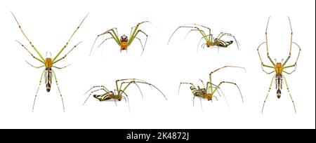 Group of Decorative Big-jawed Spider(Leucauge decorate) isolated on white background. Animals. Insects. Stock Photo