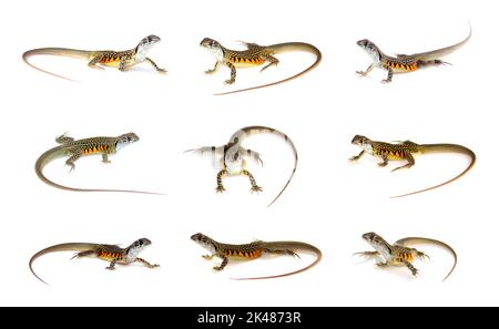 Group of butterfly agama lizard (Leiolepis Cuvier) isolated on a white background. Reptile. Animals. Stock Photo