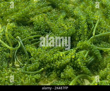 Closeup seaweed umibudo. Sea grapes. Stock Photo