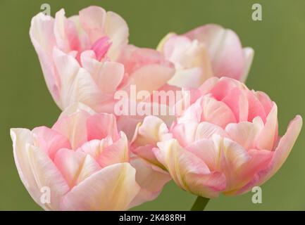 Tulipa 'Peach Blossom', Double Early Tulip Stock Photo