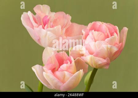 Tulipa 'Peach Blossom', Double Early Tulip Stock Photo