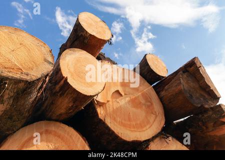 Stacked siberian pine tree logs are under blue sky on a sunny day Stock Photo