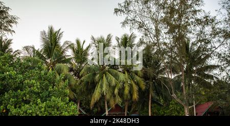 Tropical landscape with palm tree in Kaoh Touch beach, Koh Rong island, Cambodia Stock Photo