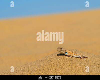 Portrait of a longewala toad-headed agama Stock Photo