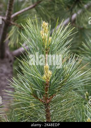 Young shoot on the branch of Macedonian pine (latin name: Pinus peuce) in southwestern Serbia Stock Photo