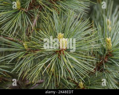 Young shoot on the branch of Macedonian pine (latin name: Pinus peuce) in southwestern Serbia Stock Photo