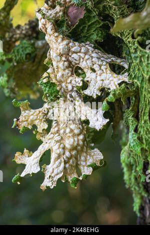 Macro, Detailed Image of Tree Lungwort Lichen (Lobaria pulmonaria) Growing on the Trunk of an Old Oak Tree Stock Photo