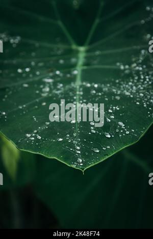 Close up Elephant ear plant leaves with water drops Stock Photo