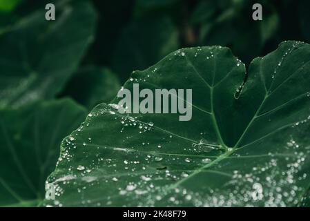 Close up Elephant ear plant leaves with water drops Stock Photo