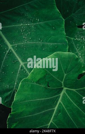 Close up Elephant ear plant leaves with water drops Stock Photo