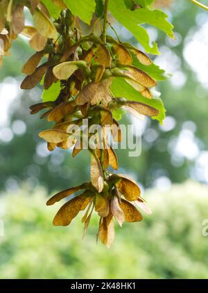 Sycamore tree seeds Stock Photo