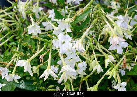 Many delicate white flowers of Nicotiana alata plant, commonly known as jasmine tobacco, sweet tobacco, winged tobacco, tanbaku or Persian tobacco, in Stock Photo