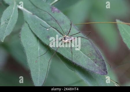 harvestman daddy longlegs sitting on a green leaf Stock Photo