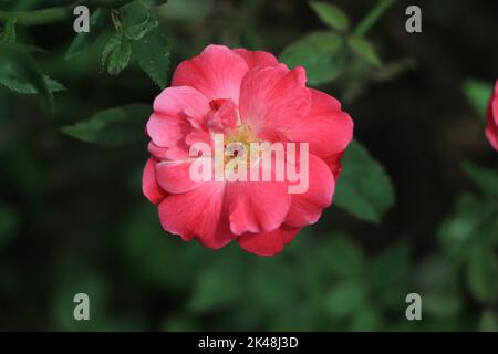 Close up macro photo image of beautiful light color rose Stock Photo