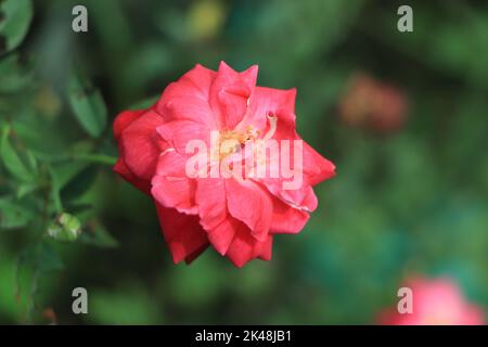 Red and pink Rose on direct sunlight with blur background Stock Photo