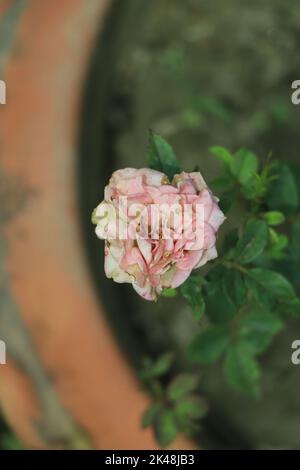Light pink flower in selective focus blooming on a garden Stock Photo
