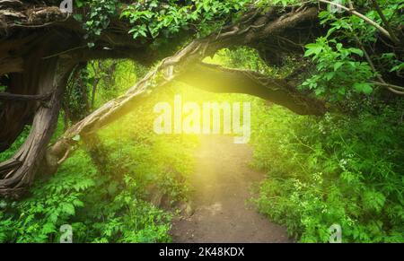Winding road through the forest and warm light of the morning sun. Magic spring landscape. Stock Photo