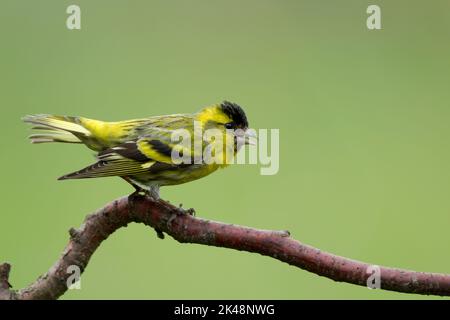 Male Eurasian siskin, Latin name Carduelis spinus, perched on a red twig against a green background. Also known as a Black-headed goldfinch Stock Photo