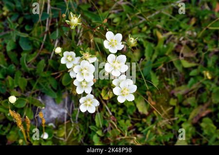 Austria, Mossy Saxifrage on Rax mountain in Lower Austria Stock Photo