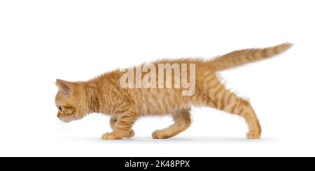 Adorable ginger British Shorthair cat kitten, walking side ways. Looking straight ahead away from camera. Isolated on white background. Stock Photo